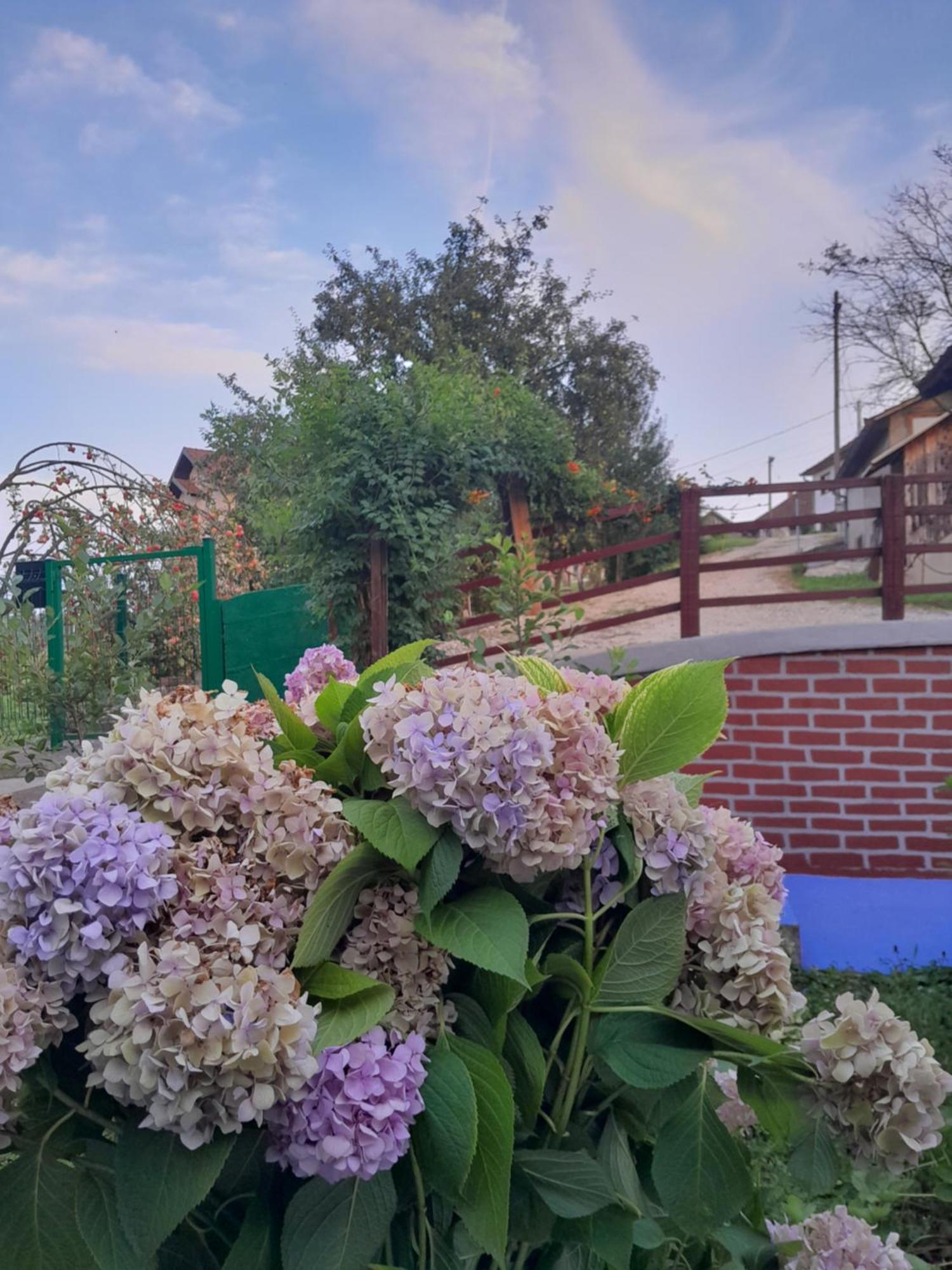 Dolores Tesanj Dış mekan fotoğraf